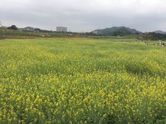 -光明小镇欢乐田园