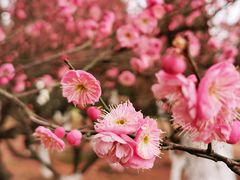 -白塘生态植物园