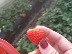 -胜丰草莓采摘园