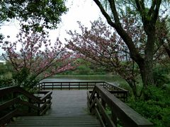 -新江湾城公园