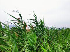 -芒洲湿地公园