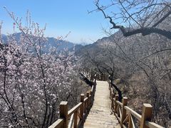 -大岭沟猕猴桃谷风景区