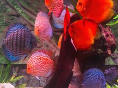 -上海海洋水族馆