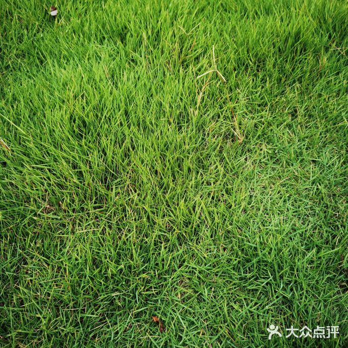 枫香湖儿童公园图片