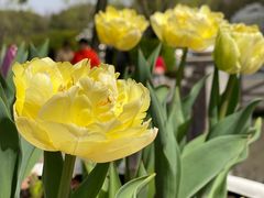 -上海鲜花港
