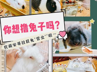 软萌安哥拉巨兔“营业”了 终于和姐妹打卡了软萌的安哥