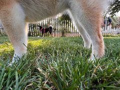 -趣玩宠物乐园寄养训犬训狗游泳池
