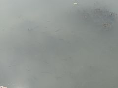 -苏州太湖湖滨国家湿地公园