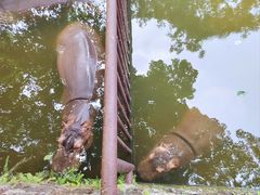 -海南热带野生动植物园