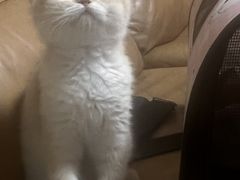 -猫十亿·布偶金渐层·曼基康矮脚猫舍(青年路店)