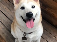 -柴犬高等学院·狗咖·柴犬售卖·宠物训练