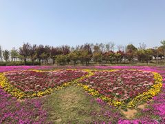 -杭州湾海上花田景区
