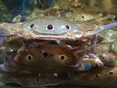 -79号渔船海鲜饭店(华强北店)