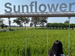 -杭州湾海上花田景区