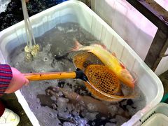 -金海椒罐罐鲢鱼(东方桂苑店)