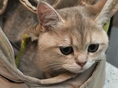 -联合动物医院(光谷诊疗中心)
