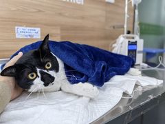 -爱侣宠医·鹦鹉专科·小型哺乳类·异宠专科(灵石路店)