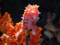 -暹罗海洋世界