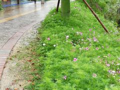 -红山村