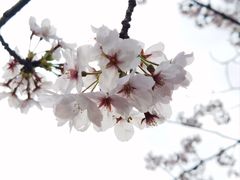 -高东镇樱花园