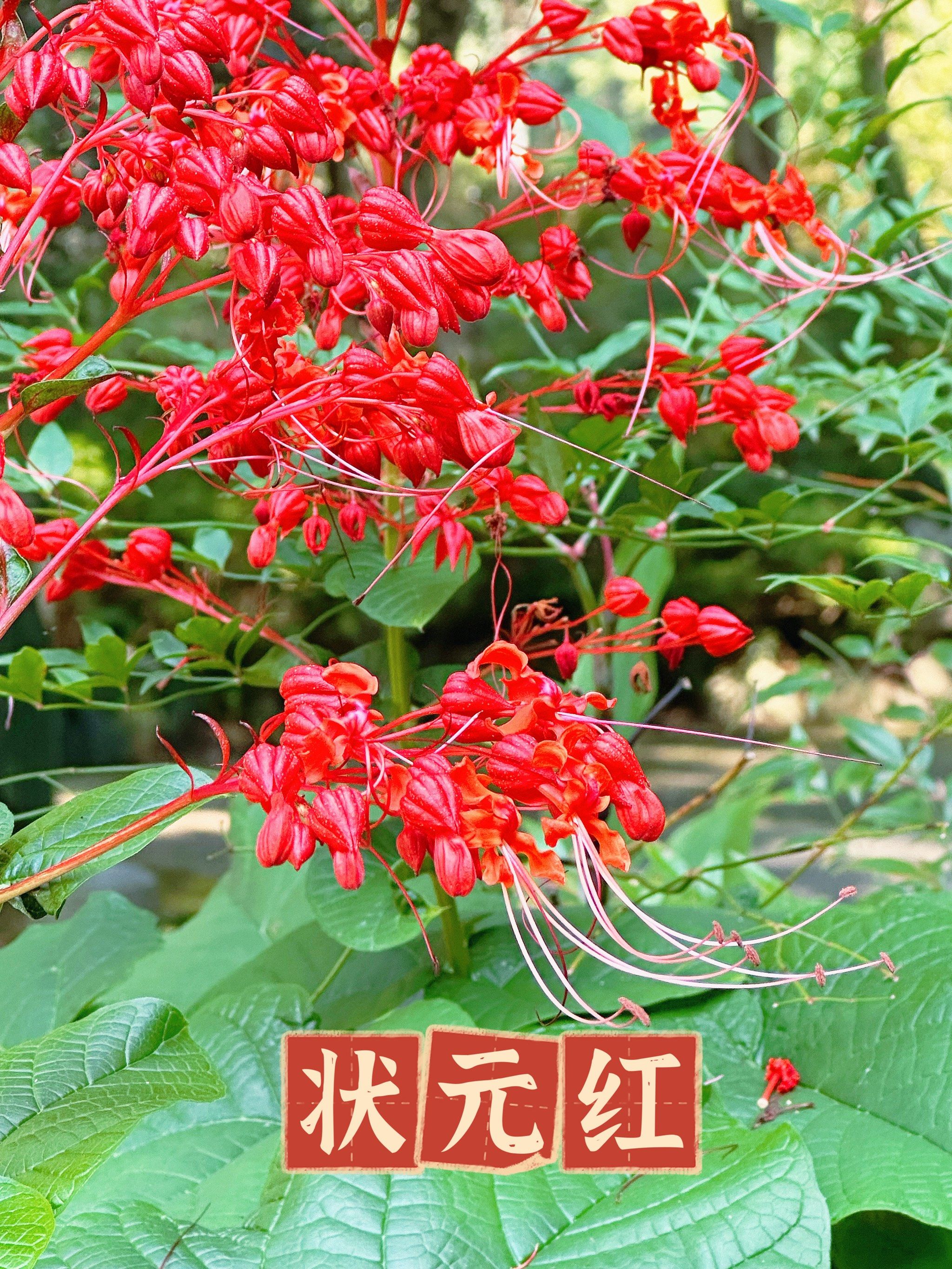 家里有考生✍️要吃定胜糕,再种几棵状元红💯