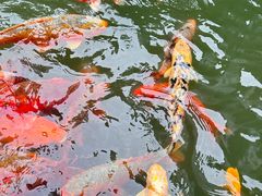 -广州花园酒店-凌璇阁360度高空海鲜自助餐CAROUSEL