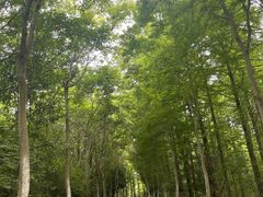 -上海海湾国家森林公园