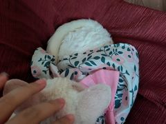 -楼上猫咖(罗湖店)
