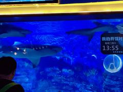 -烟台海昌鲸鲨海洋公园