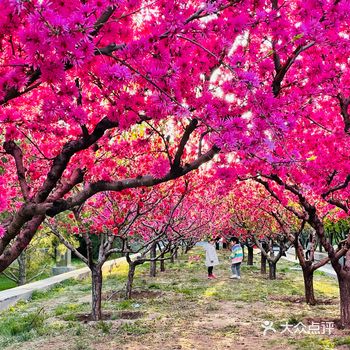 奥林匹克森林公园️花花开的好极了 樱花郁金香紫罗兰等