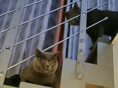 -东方名猫馆·英短金渐层布偶猫舍(环线广场1号楼店)