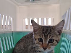 -艾贝尔宠物医院·24H转诊中心·肿瘤猫专科(江宁双龙店)