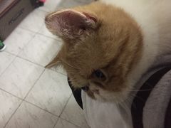-瑞鹏宠物医院·骨科·猫科·内科(第一中心)