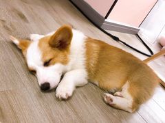 -浣熊柯尔鸭土拨鼠·电玩咖