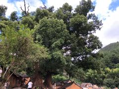 -杨家堂村