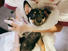 -宠爱国际动物医院· 猫科· 外科·中兽医(长白店)