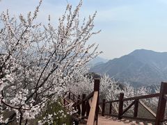 -大岭沟猕猴桃谷风景区