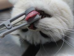 -关爱宠物医院·猫科中心·消化科(滨湖万达分院)