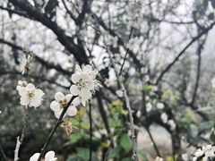 -广州市流溪河国家森林公园