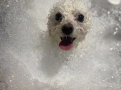 -PETKIT小佩宠物·低压洗护(国顺东路店)