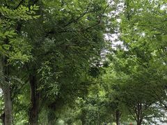 -鹅湖玫瑰文化园