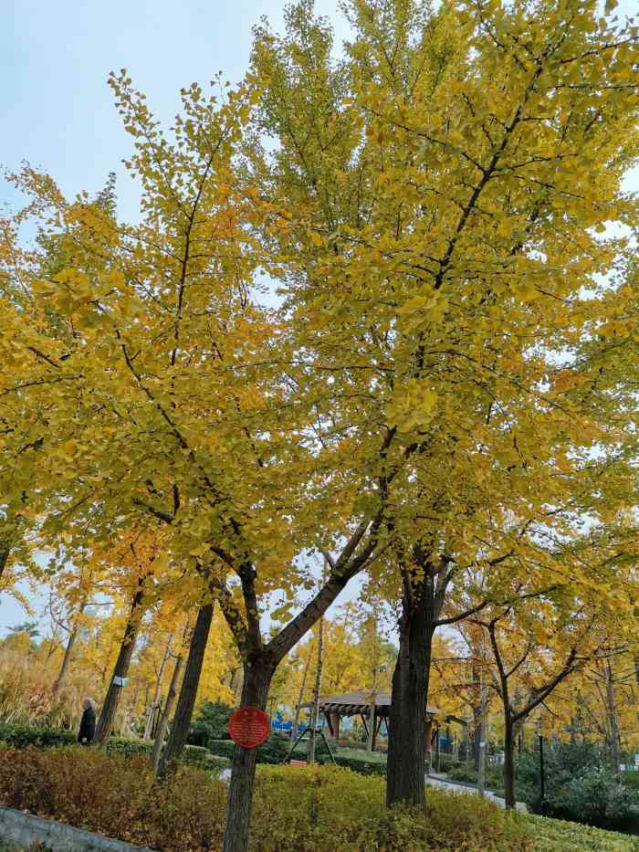 黄兴绿地-"98黄兴绿地9802很大02 03也很."-大众点评移动版