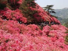 -木兰云雾山