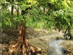 -白水寺森林公园