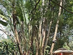 -海南热带野生动植物园