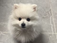 -宠颐生中康贝怡动物医院