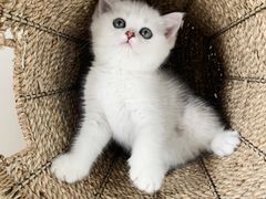 -喵zoo家庭繁育猫舍(尖东智能花园店)