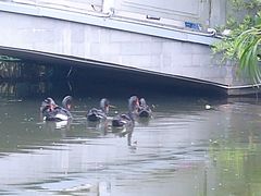 -映月湖公园