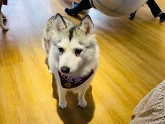 -Husky Go! 哈士奇体验馆·宠物咖啡厅狗咖