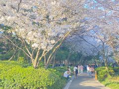 -红梅公园
